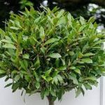 BEST SMALL TREES TO GROW