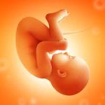Pregnancy and Due Date Tracker Mod APK
